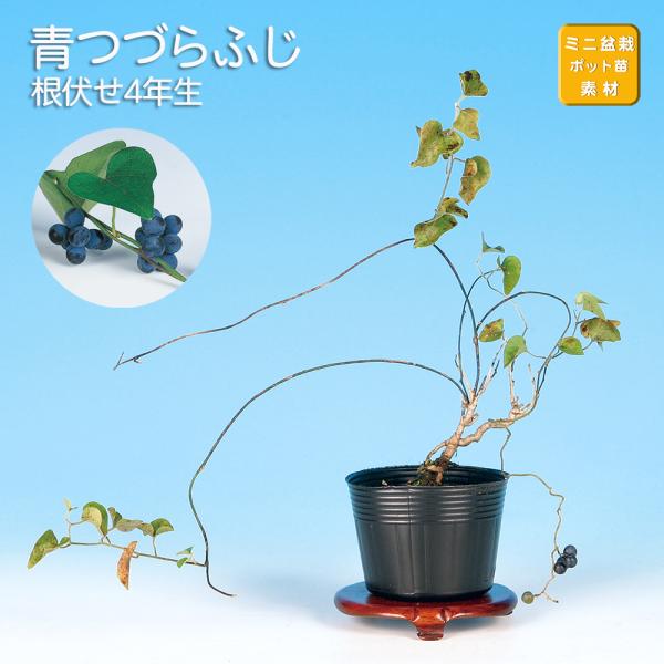 盆栽 青つづらふじ アオツヅラフジ 青葛藤 小品盆栽 ミニ盆栽 盆栽素材 苗木 実物