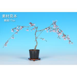 盆栽 富士桜 埴生乙女しだれ 枝垂れ 新品種 ...の詳細画像1