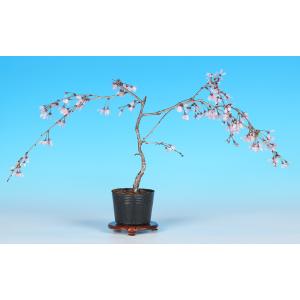 盆栽 富士桜 埴生乙女しだれ 枝垂れ 新品種 ...の詳細画像2