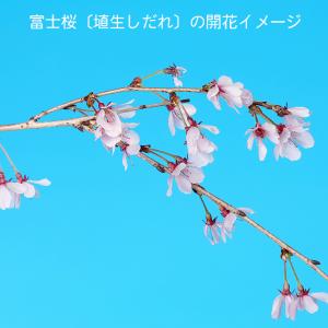 盆栽 富士桜 埴生乙女しだれ 枝垂れ 新品種 ...の詳細画像5