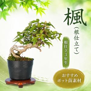 盆栽 楓 根仕立て3年生 7.5cmポット入り 楓 カエデ かえで 小品盆栽 ミニ盆栽 樹形表現が豊富 初心者から上級者まで楽しめる 和風インテリア ギフト プレゼント