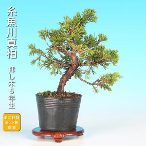 盆栽 糸魚川真柏 挿し木5年生 シンパク 常緑盆栽 小品盆栽 ミニ盆栽 ジン シャリ 人気樹種 初心者 育てやすい 和風 インテリア ギフト 育てる楽しみのある一鉢