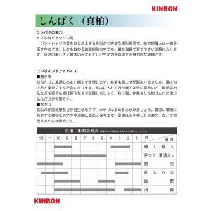 盆栽 糸魚川真柏 挿し木5年生 シンパク 常緑...の詳細画像3