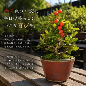 盆栽キット ピラカンサ 初心者 ミニ盆栽 スタ...の詳細画像1