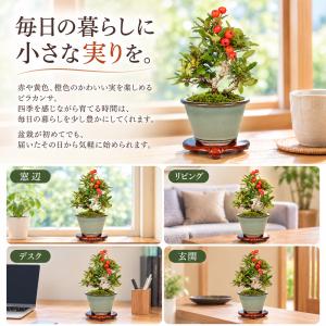 盆栽キット ピラカンサ 初心者 ミニ盆栽 スタ...の詳細画像2