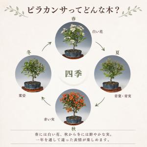 盆栽キット ピラカンサ 初心者 ミニ盆栽 スタ...の詳細画像3