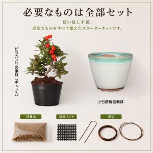盆栽キット ピラカンサ 初心者 ミニ盆栽 スタ...の詳細画像4