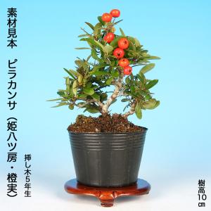 盆栽キット ピラカンサ 初心者 ミニ盆栽 スタ...の詳細画像5