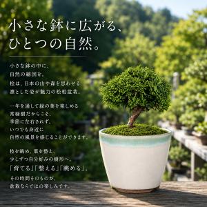 盆栽キット 桧(ヒノキ) 初心者 ミニ盆栽 ス...の詳細画像1