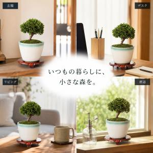 盆栽キット 桧(ヒノキ) 初心者 ミニ盆栽 ス...の詳細画像2
