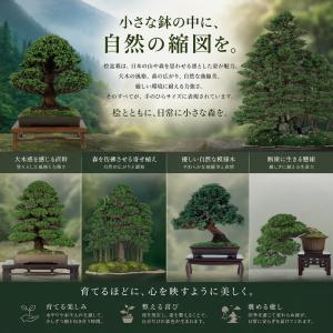 盆栽キット 桧(ヒノキ) 初心者 ミニ盆栽 ス...の詳細画像3