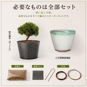 盆栽キット 桧(ヒノキ) 初心者 ミニ盆栽 ス...の詳細画像4
