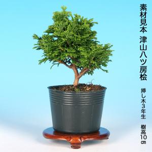 盆栽キット 桧(ヒノキ) 初心者 ミニ盆栽 ス...の詳細画像5