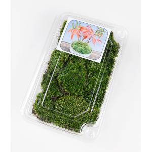 盆栽 苔 「ヤマゴケ（パック入り）」 盆栽の表土の化粧 苔玉 苔鉢 テラリウム 盆景 庭のグラウンドカバーなど用途多彩
