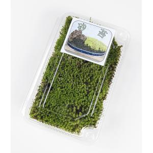 盆栽 苔 「スナゴケ（パック入り）」 盆栽の表土の化粧 苔玉 苔鉢 テラリウム 盆景 庭のグラウンドカバーなど用途多彩