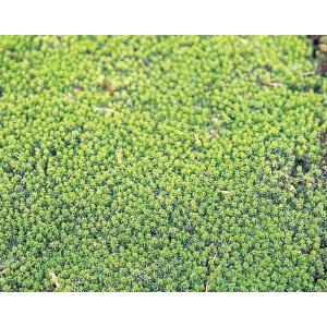 盆栽 苔 「スナゴケ(パック入り)」 盆栽の表...の詳細画像2