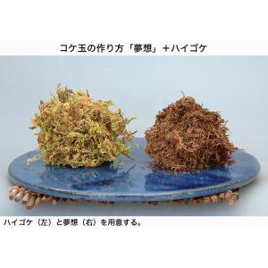 盆栽 苔 「ハイゴケ(パック入り)」 盆栽の表...の詳細画像3