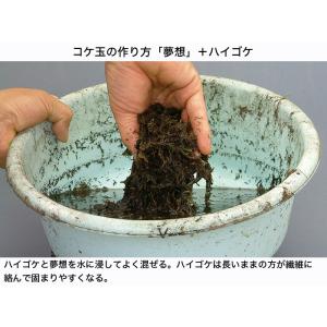 盆栽 苔 「ハイゴケ(パック入り)」 盆栽の表...の詳細画像4