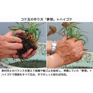 盆栽 苔 「ハイゴケ(パック入り)」 盆栽の表...の詳細画像5