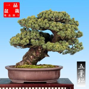 盆栽 ミニ盆栽 「黄金一位」 いちい イチイ 松柏 小品盆栽 盆栽素材