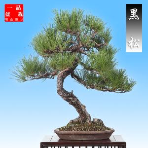 盆栽 黒松 クロマツ くろまつ お洒落 模様木 松柏盆栽 中品盆栽 樹高67cm 現品限り