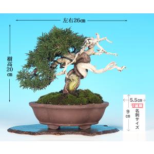 盆栽 真柏 シンパク 樹高20cm 小品盆栽 ...の詳細画像1