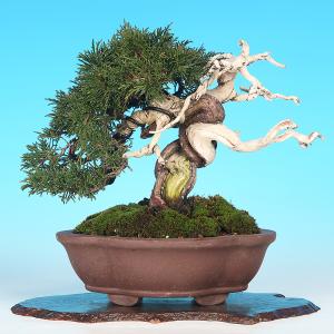 盆栽 真柏 シンパク 樹高20cm 小品盆栽 ...の詳細画像2