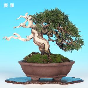 盆栽 真柏 シンパク 樹高20cm 小品盆栽 ...の詳細画像4