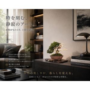 盆栽 真柏 シンパク 樹高20cm 小品盆栽 ...の詳細画像5