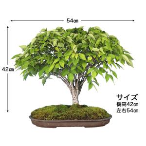 盆栽 けやき 欅 ケヤキ 実生20年生 中品盆...の詳細画像3