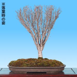 盆栽 けやき 欅 ケヤキ 実生20年生 中品盆...の詳細画像4