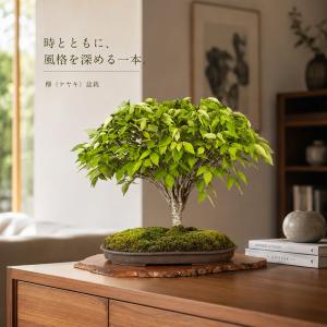 盆栽 けやき 欅 ケヤキ 実生20年生 中品盆...の詳細画像5