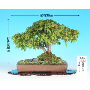 盆栽 楓 石付 三幹仕立て 小葉性 カエデ か...の詳細画像1