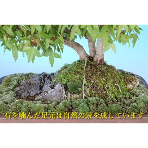 盆栽 楓 石付 三幹仕立て 小葉性 カエデ か...の詳細画像3