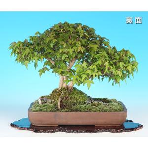 盆栽 楓 石付 三幹仕立て 小葉性 カエデ か...の詳細画像4