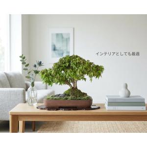 盆栽 楓 石付 三幹仕立て 小葉性 カエデ か...の詳細画像5