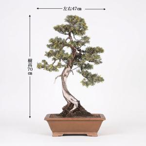 盆栽 杜松 トショウ 樹高70cm 樹高70c...の詳細画像1