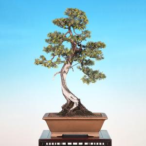 盆栽 杜松 トショウ 樹高70cm 樹高70c...の詳細画像2