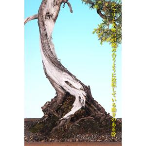 盆栽 杜松 トショウ 樹高70cm 樹高70c...の詳細画像3