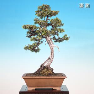 盆栽 杜松 トショウ 樹高70cm 樹高70c...の詳細画像4