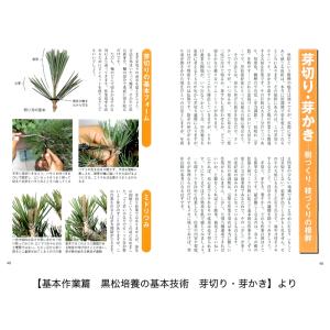 書籍 本 盆栽専門誌「黒松の育て方」クロマツ ...の詳細画像4