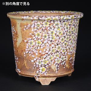 六代渋草柳造浮絵桜図丸鉢 盆栽鉢 鉢 植木鉢 ...の詳細画像2
