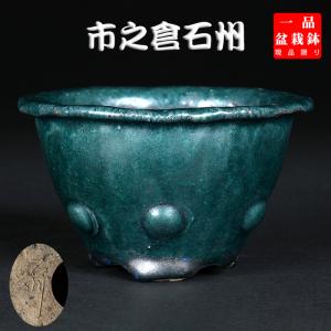 市之倉石州(いちのくら せきしゅう) 盆栽 ミニ鉢