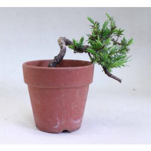 盆栽屋.com - Yahoo!ショッピング