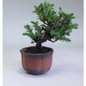 盆栽屋.com - Yahoo!ショッピング