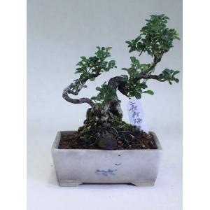 盆栽屋.com - Yahoo!ショッピング