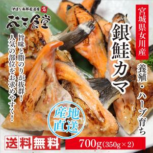 送料無料！南三陸女川から、ハーブを混ぜた餌で育てた自慢の養殖銀鮭のカマ700g！｜bontenshokudo