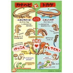 (2501-3022)赤木かん子ポスター 爬虫類A1ポスター「カナヘビとトカゲの見分け方」A1タテ 1枚 入数：1｜book-cover