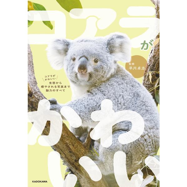 コアラがかわいい 生態から癒やされる写真まで魅力のすべて/早川卓志