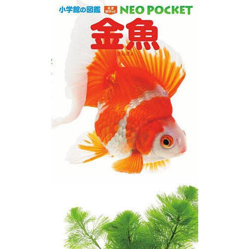 金魚/岡本信明/松沢陽士